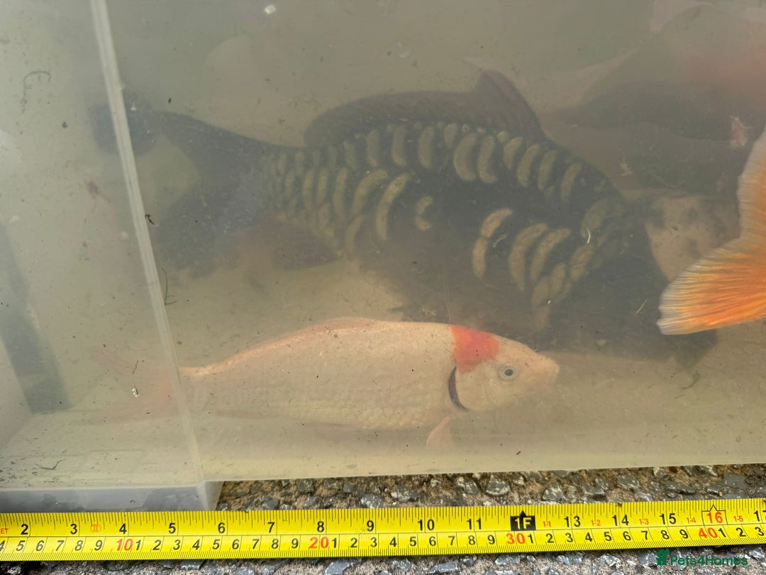 Koi Carp fish for sale: Koi for Sale - Image 18
