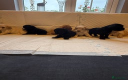 Cockapoo dogs for sale: Cockapoo F2 beautiful puppies  - Image 22