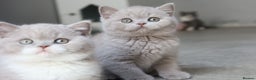 British Shorthair cats for sale: Stunning last baby liliac British shorthair  - Advert 4