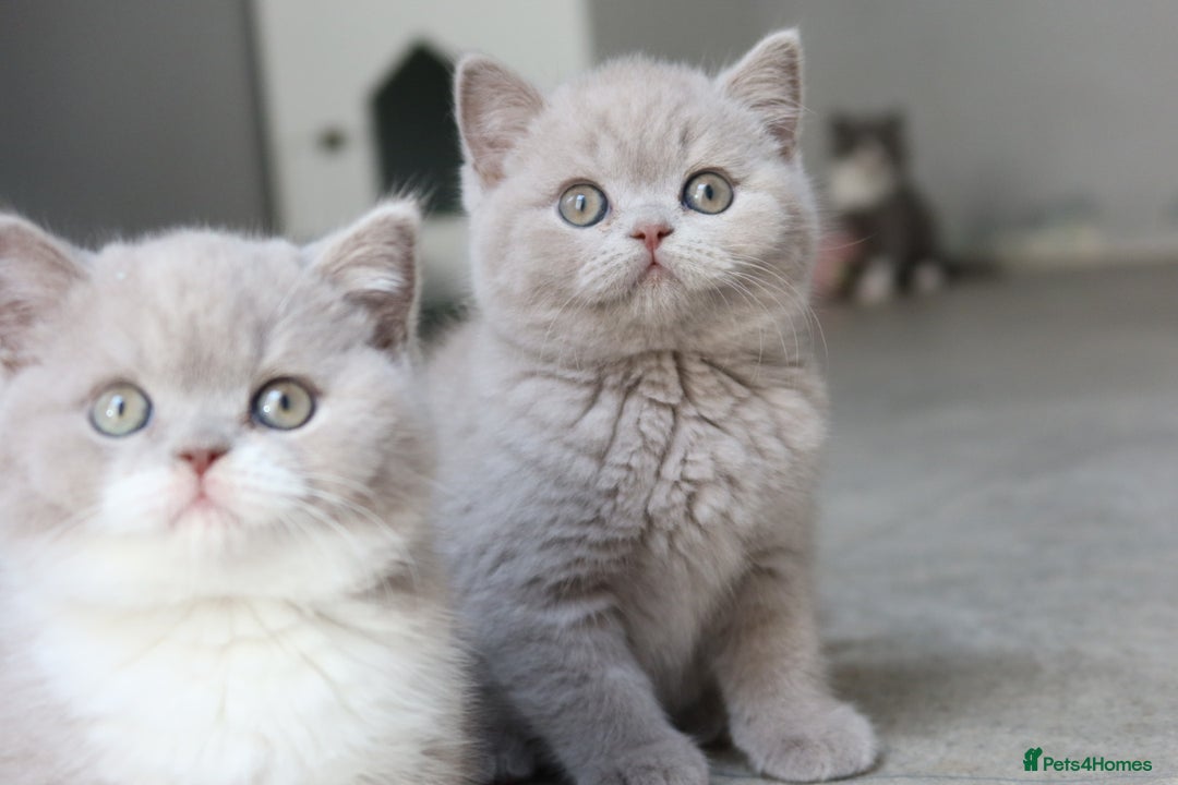 British Shorthair cats for sale: Stunning last baby liliac British shorthair  - Advert 4