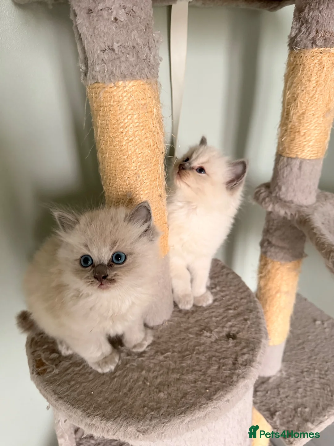 Ragdoll cats for sale: Beautiful Blue-Eyed Ragdoll Kittens - Advert 30