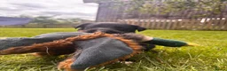 Borador dogs for sale: Collie x Labrador pups  in Llandrindod Wells - Advert 11