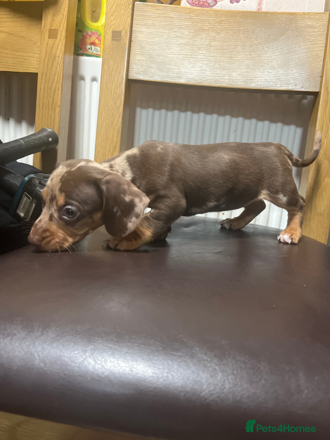 Dachshund dogs for sale: Our 7 Adorable Dachshund Puppies Ready for Homes - Image 17