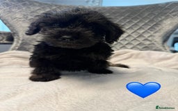Schnoodle dogs for sale: Beautiful Schnoodle Puppies For Sale - Image 10