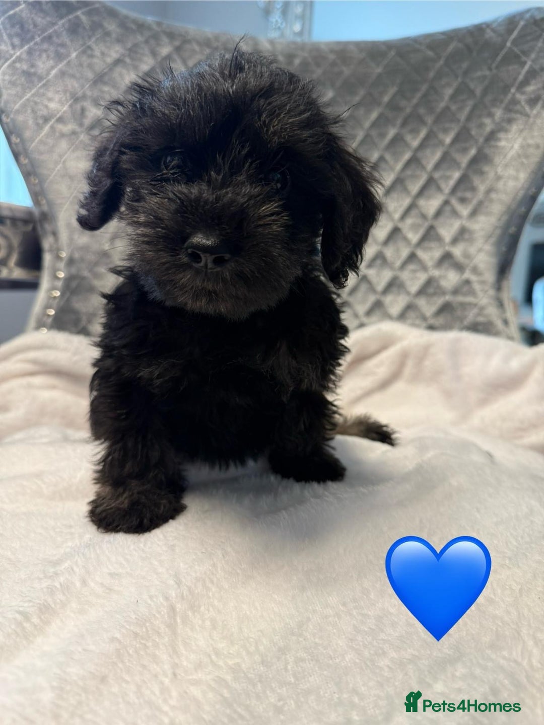 Schnoodle dogs for sale: Beautiful Schnoodle Puppies For Sale - Image 10