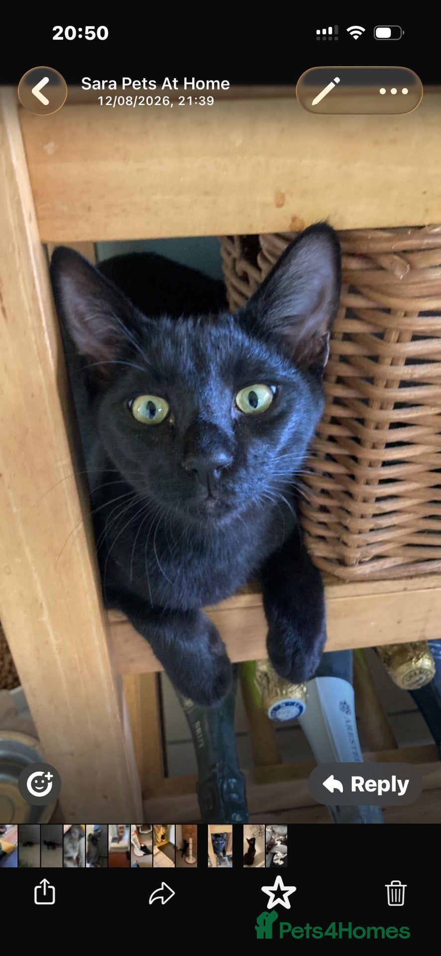 Mixed Breed cats Beautiful litter is Siamese mixed breed kittens - Advert 4