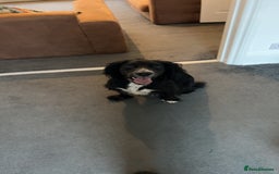 Cocker Spaniel dogs for sale: Cocker Spaniel for sale  - Image 5