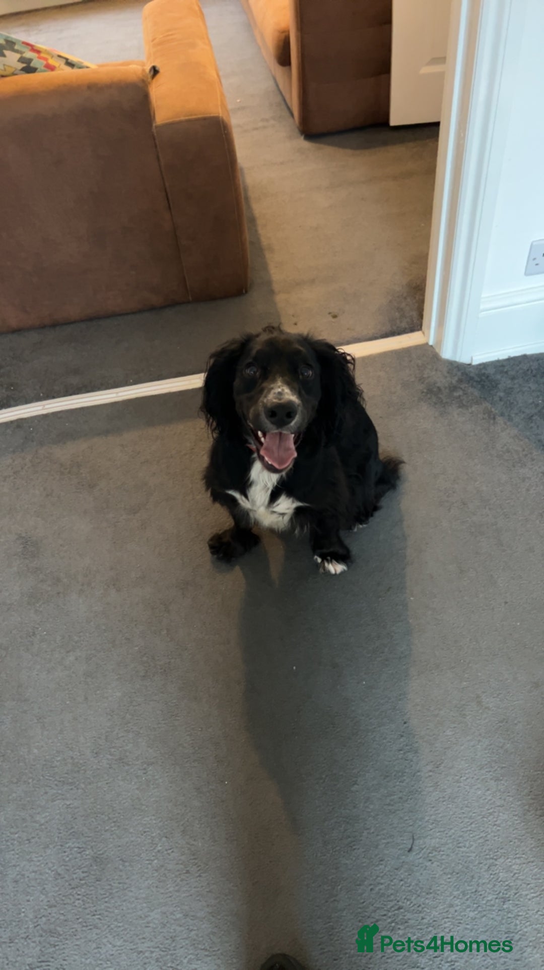 Cocker Spaniel dogs for sale: Cocker Spaniel for sale  - Image 5