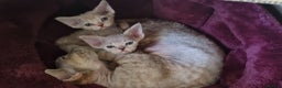 Devon Rex cats for sale: ❤️ Gorgeous Devon Rex Girls ❤️ - Advert 2