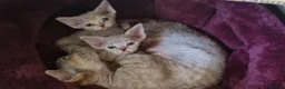 Devon Rex cats for sale: ❤️ Gorgeous Devon Rex Girls ❤️ - Advert 8