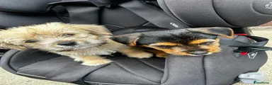 Boy Puppy 2