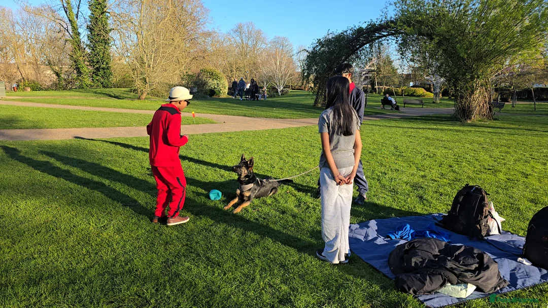 German Shepherd dogs for sale: German Shepherd puppy  in Harrow - Advert 3