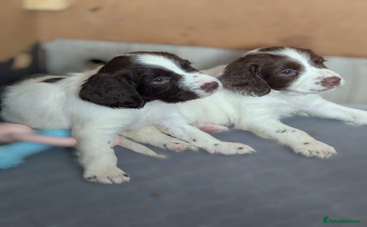 English Springer Spaniel dogs - Advert 1