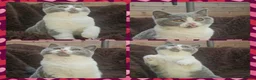 British Shorthair cats for sale: Perfect girl british shorthair kitten - Advert 3