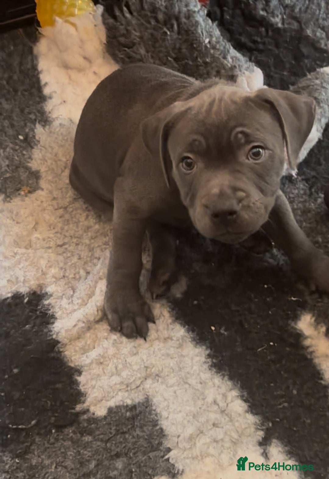 Staffordshire Bull Terrier dogs for sale: KC Staffordshire bull terrier LAST BOY REDUCED  - Image 19