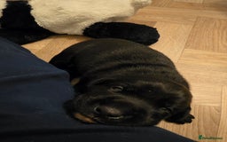 Mixed Breed dogs for sale: Adorable Black Lab Mix - Image 10