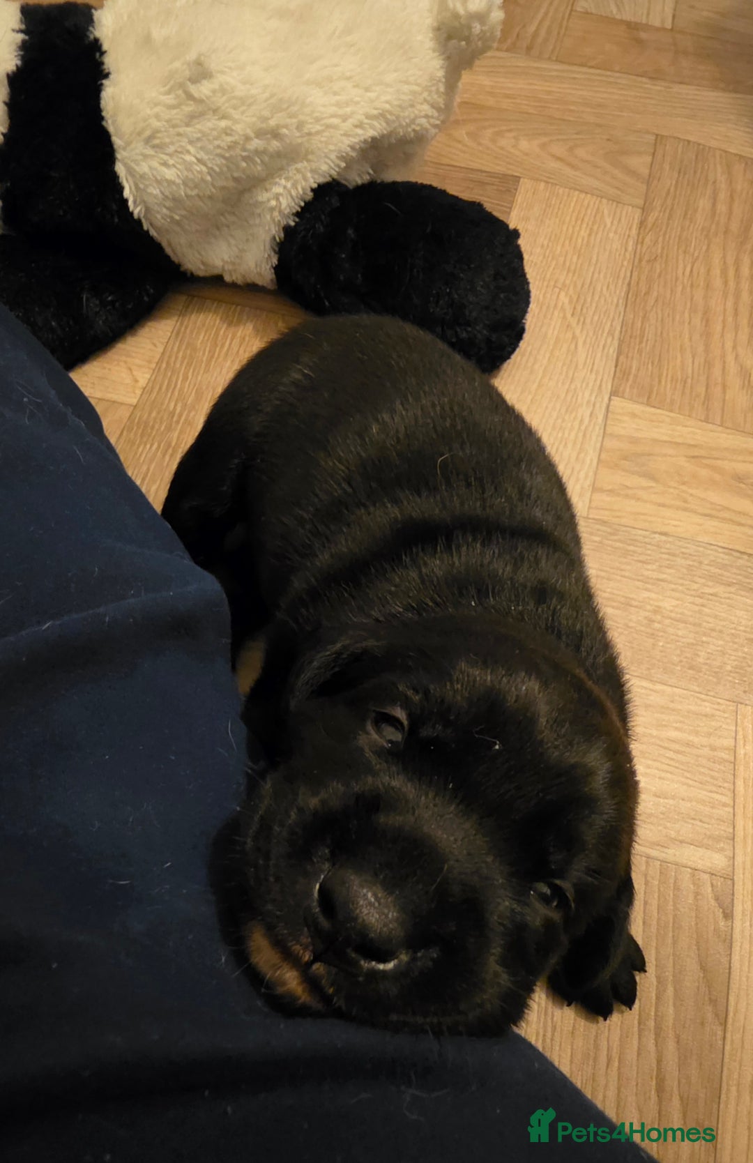 Mixed Breed dogs for sale: Adorable Black Lab Mix - Image 10