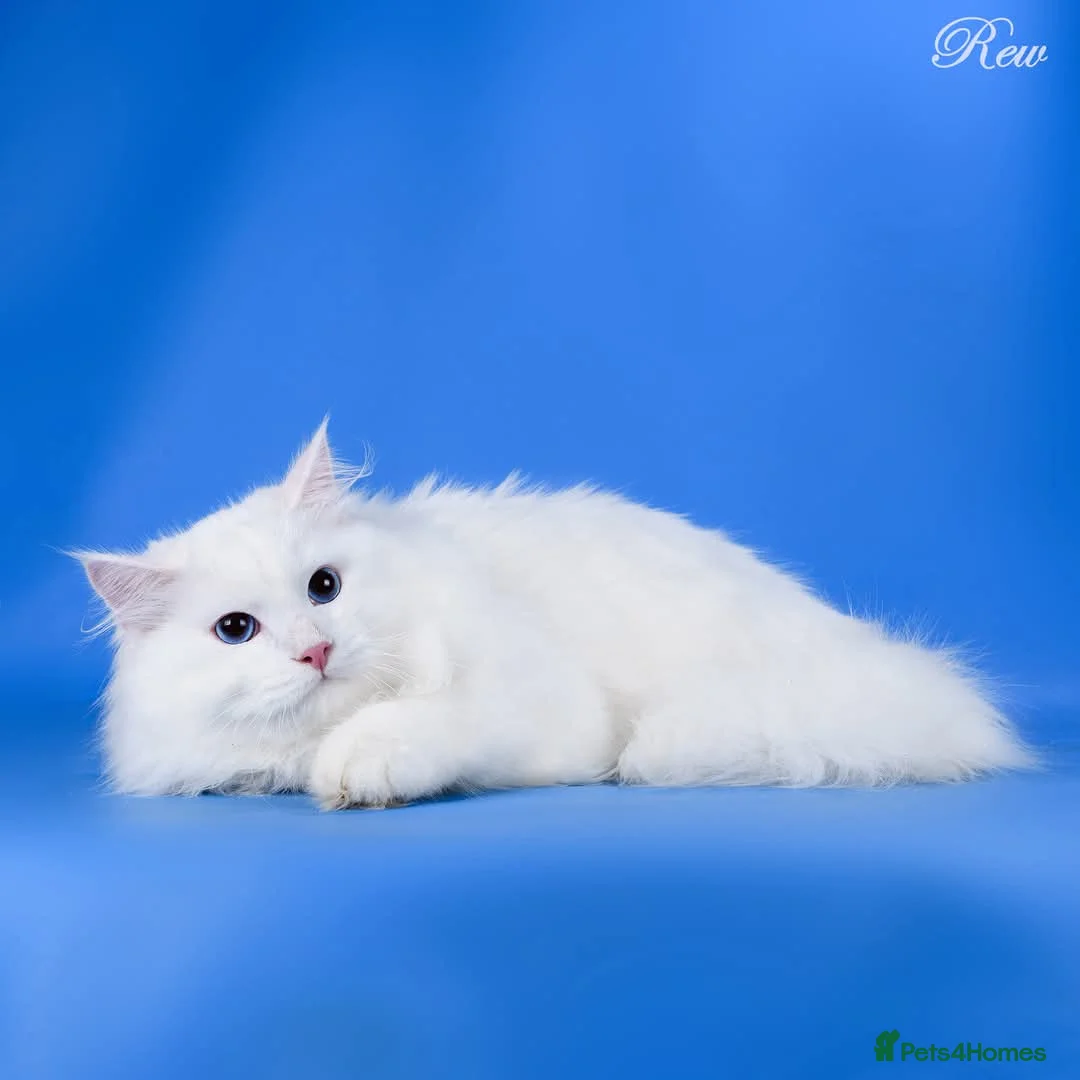 Siberian cats for sale: Siberian Pedigree - Advert 2