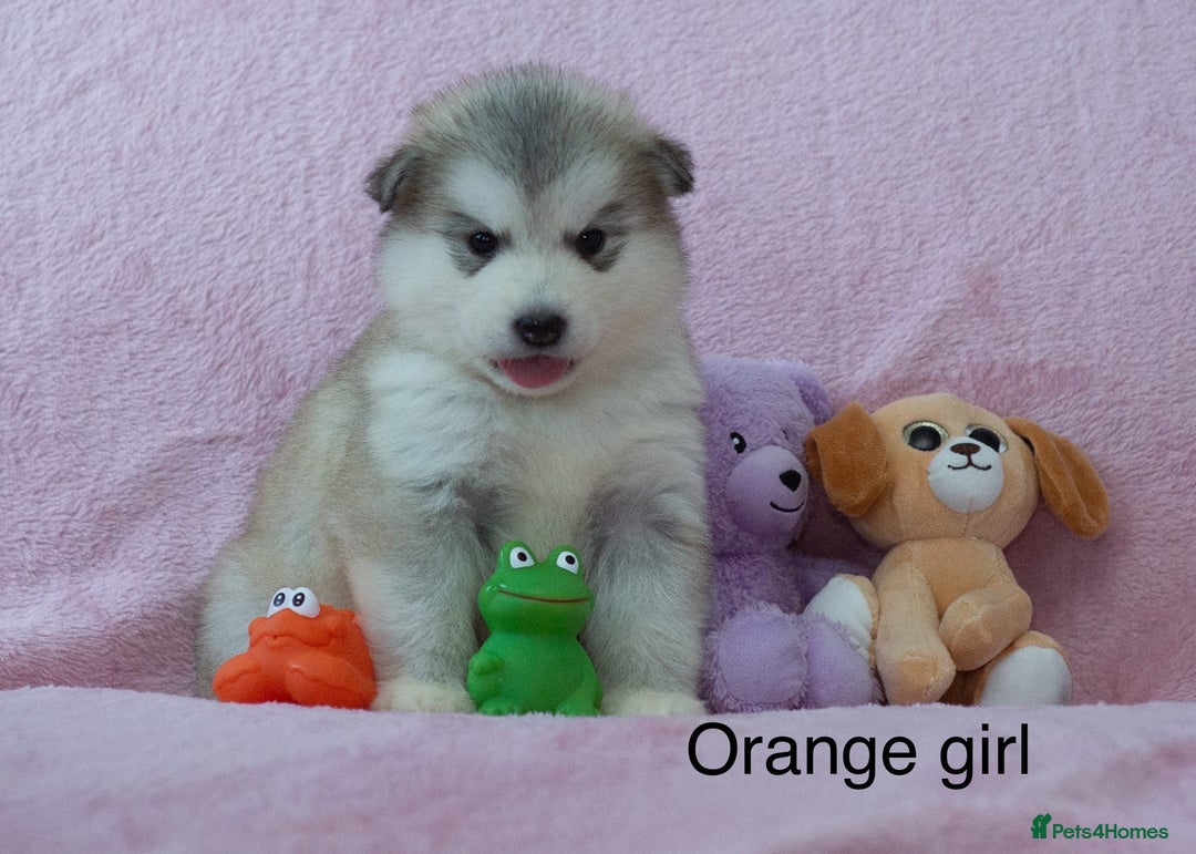 Alaskan Malamute dogs for sale: 🌟Beautiful pure malamutes💯 - Image 4
