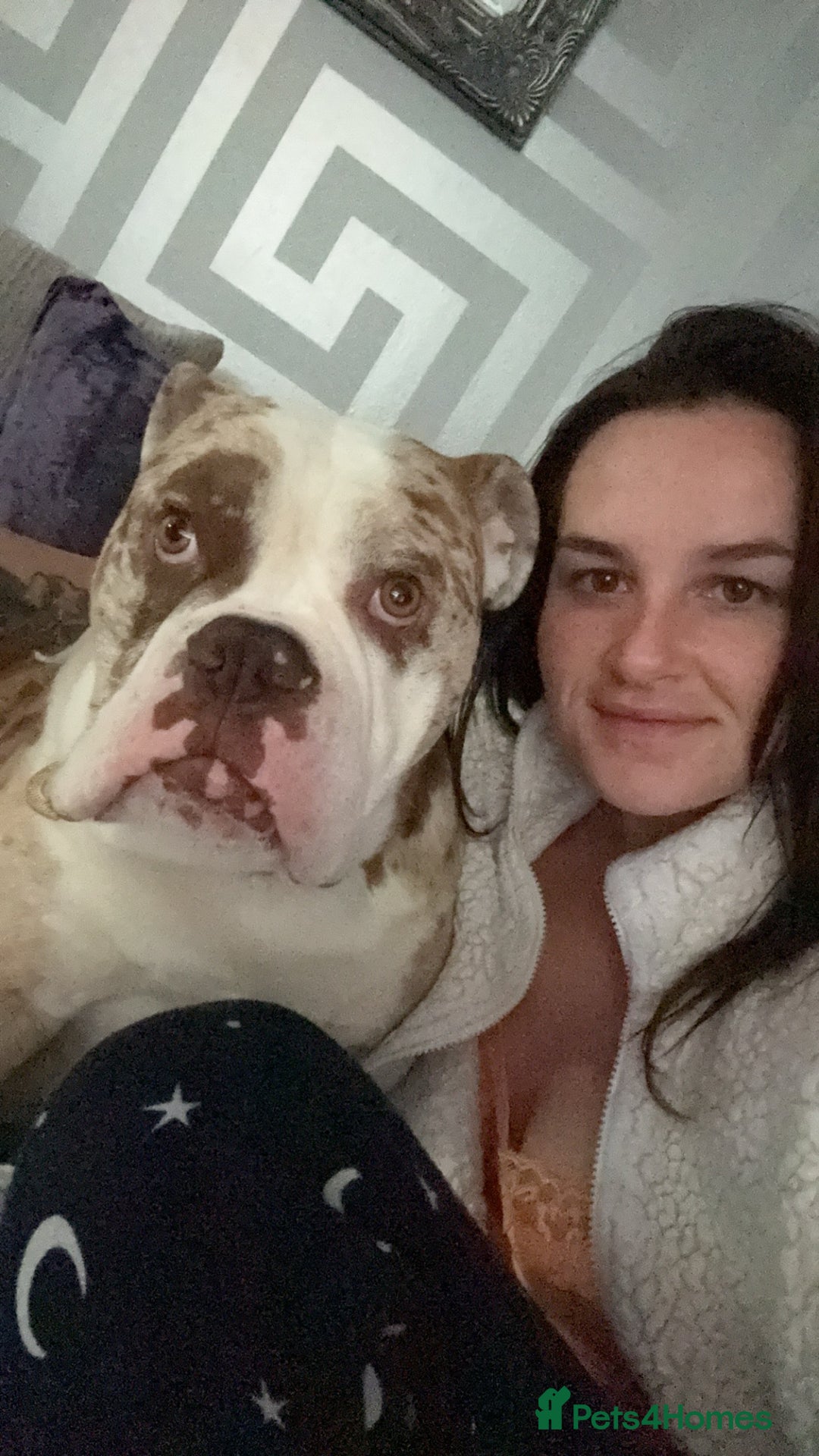 Olde English Bulldogge dogs for stud: OEB 🐶⭐️DEL~BOY ⭐️🐶 First time Stud  - Image 31