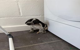 Mixed Breed dogs for sale: 6 beautiful jack russle cross cocker spaniels  - Image 15