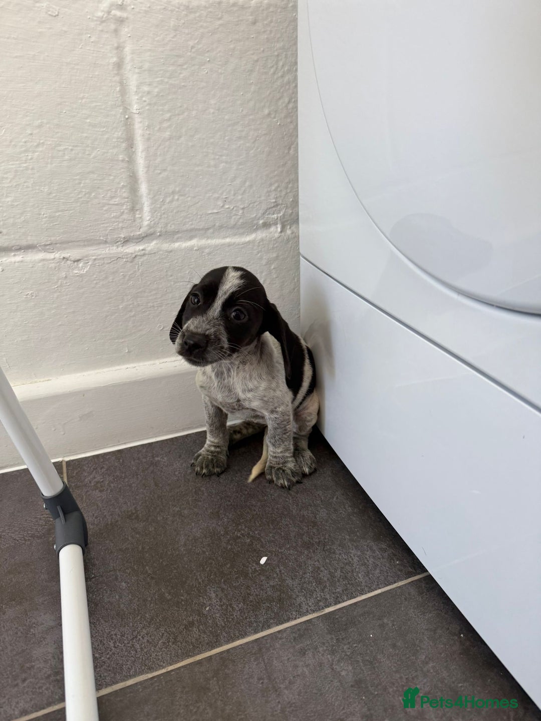 Mixed Breed dogs for sale: 6 beautiful jack russle cross cocker spaniels  - Image 15
