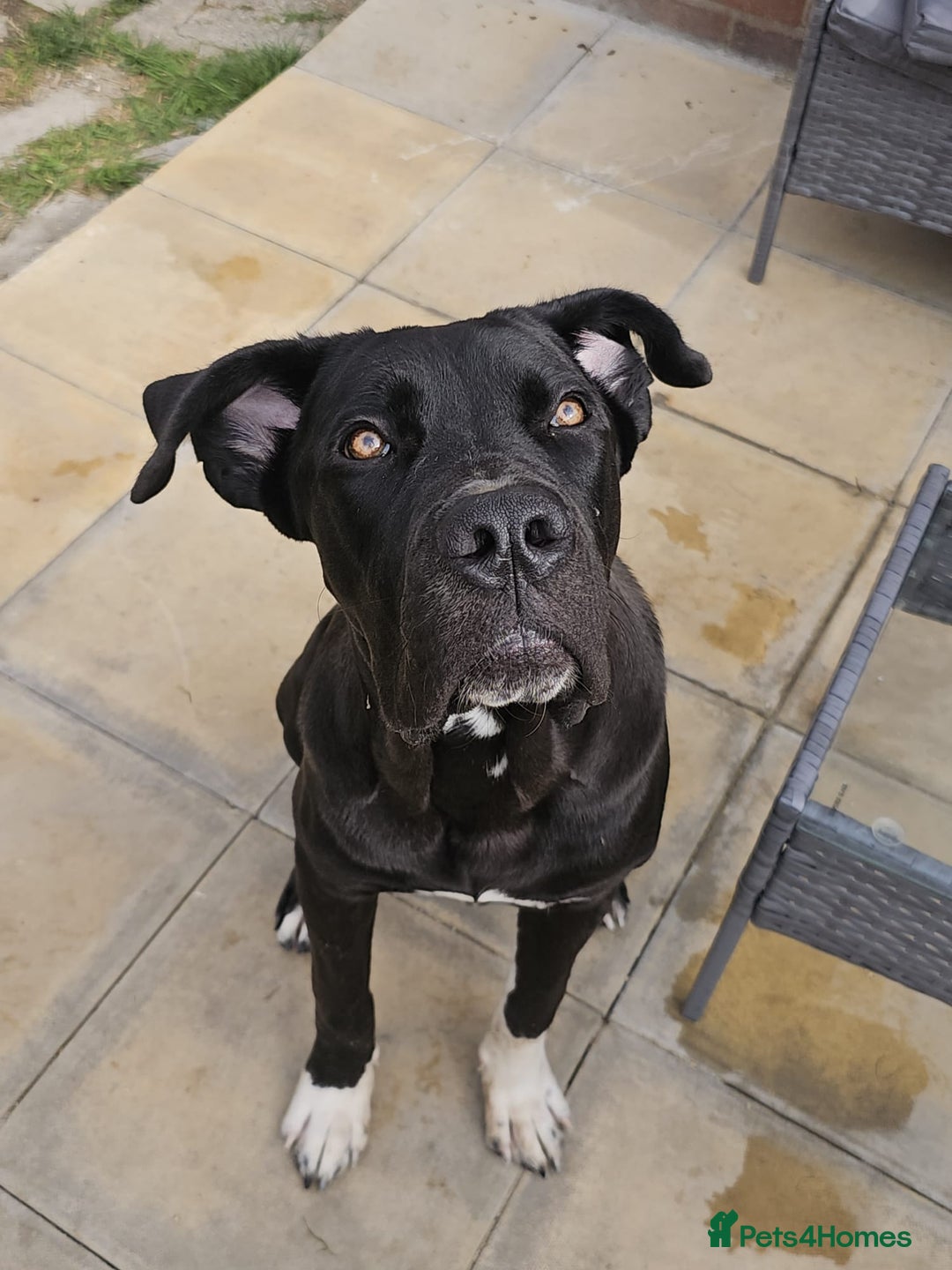 Mixed Breed dogs for sale: Cane Corso cross Rottweiler - Image 1