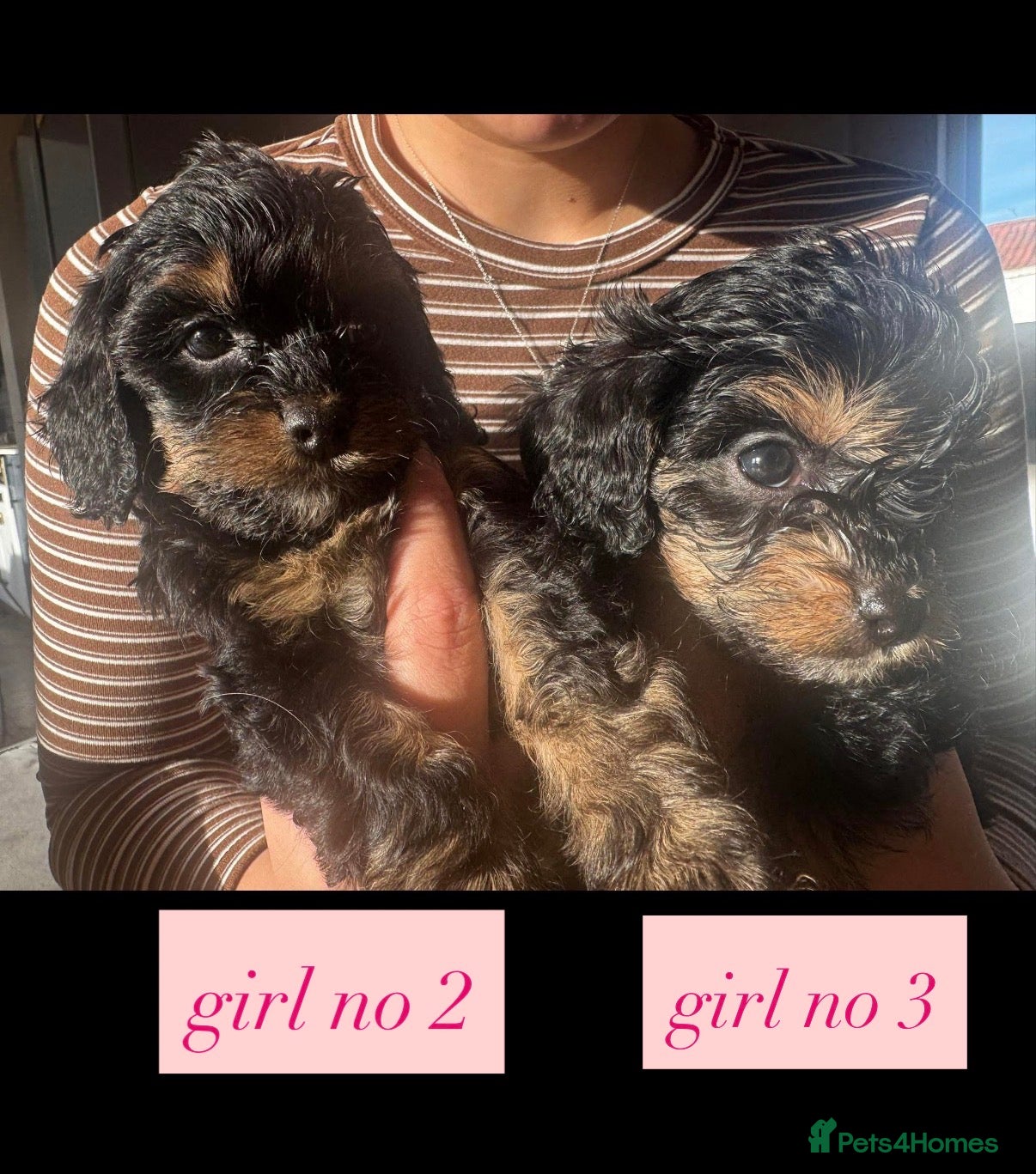 Cavapoo dogs Cavapoo puppies phantom Black and Tan  - Advert 7
