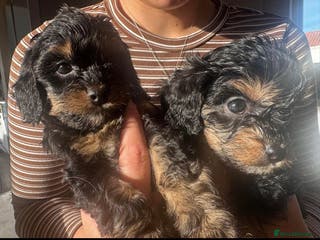 Cavapoo dogs Cavapoo puppies phantom Black and Tan - Advert 7