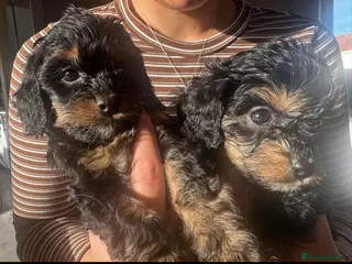 Cavapoo dogs Cavapoo puppies phantom Black and Tan - Advert 10