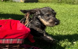Dachshund dogs for sale: Standard Wire Haired Dachshunds - Image 28