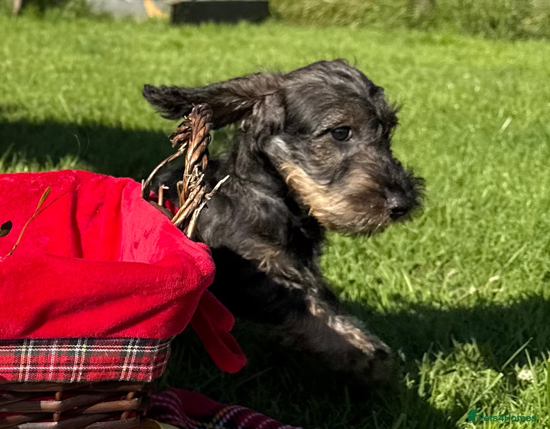Dachshund dogs for sale: Standard Wire Haired Dachshunds - Image 28