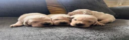 Golden Retriever dogs for sale: Golden retreivers  - Advert 7