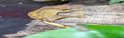 Gecko reptiles for sale: Crested Gecko Babies  - Advert 6