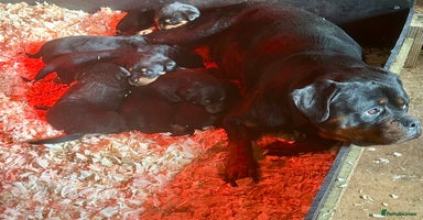 Rottweiler dogs - Advert 13