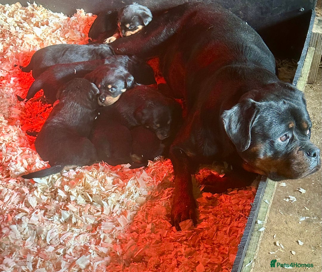 Rottweiler dogs for sale: 🏆Repeat breeding by No.1 Stud in the UK METAL!!🏆 - Image 3