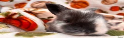 Mixed Breed rabbits for sale: Four utterly adorable bunnies available 🐰 - Advert 9