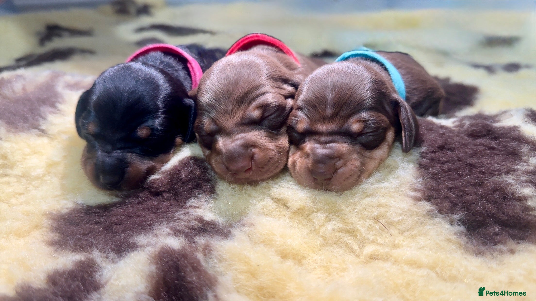Dachshund dogs 🐾🐶BEAUTIFUL MINIATURE DACHSHUNDS🐶🐾 - Advert 1