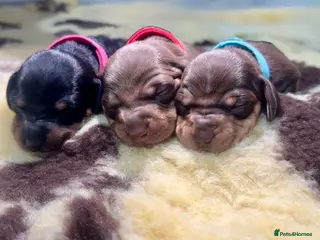 Dachshund dogs 🐾🐶BEAUTIFUL MINIATURE DACHSHUNDS🐶🐾 - Advert 1