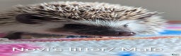 Pygmy Hedgehog rodents for sale: Beautiful Baby Hoglets/Ready Now - Advert 6