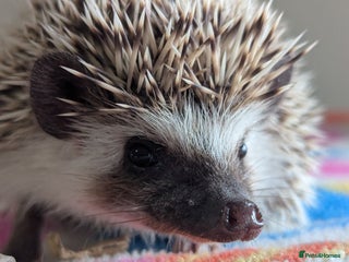 Pygmy Hedgehog rodents Beautiful Baby Hoglets/Ready Now - Advert 16