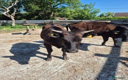 Cows & Bulls livestock for sale: 2 Wagyu Breeding, Store Heifers - Image 7
