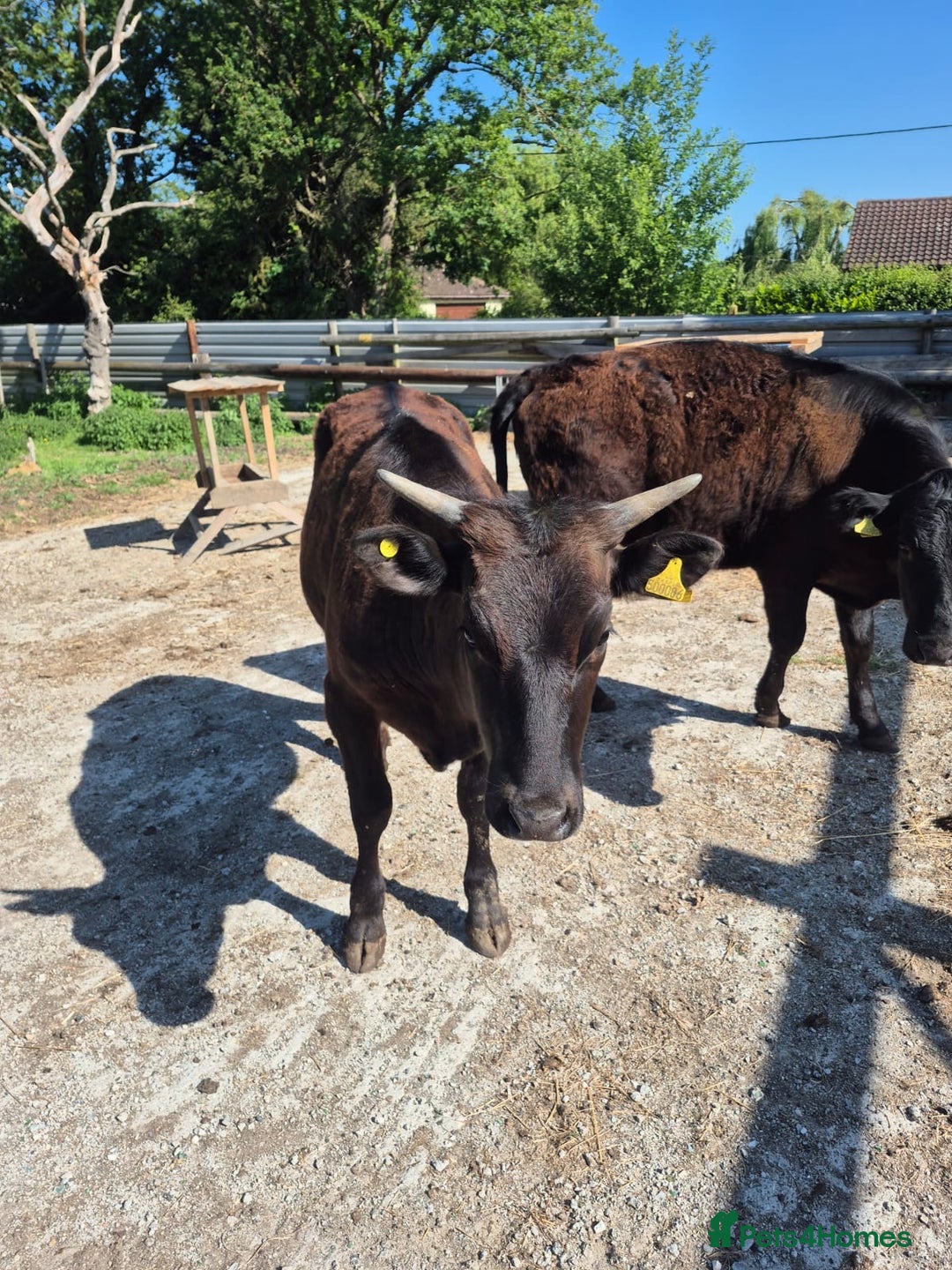 Cows & Bulls livestock for sale: 2 Wagyu Breeding, Store Heifers - Image 7