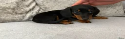 Miniature Dachshund dogs for sale: Adorable miniature dashounds. - Advert 2