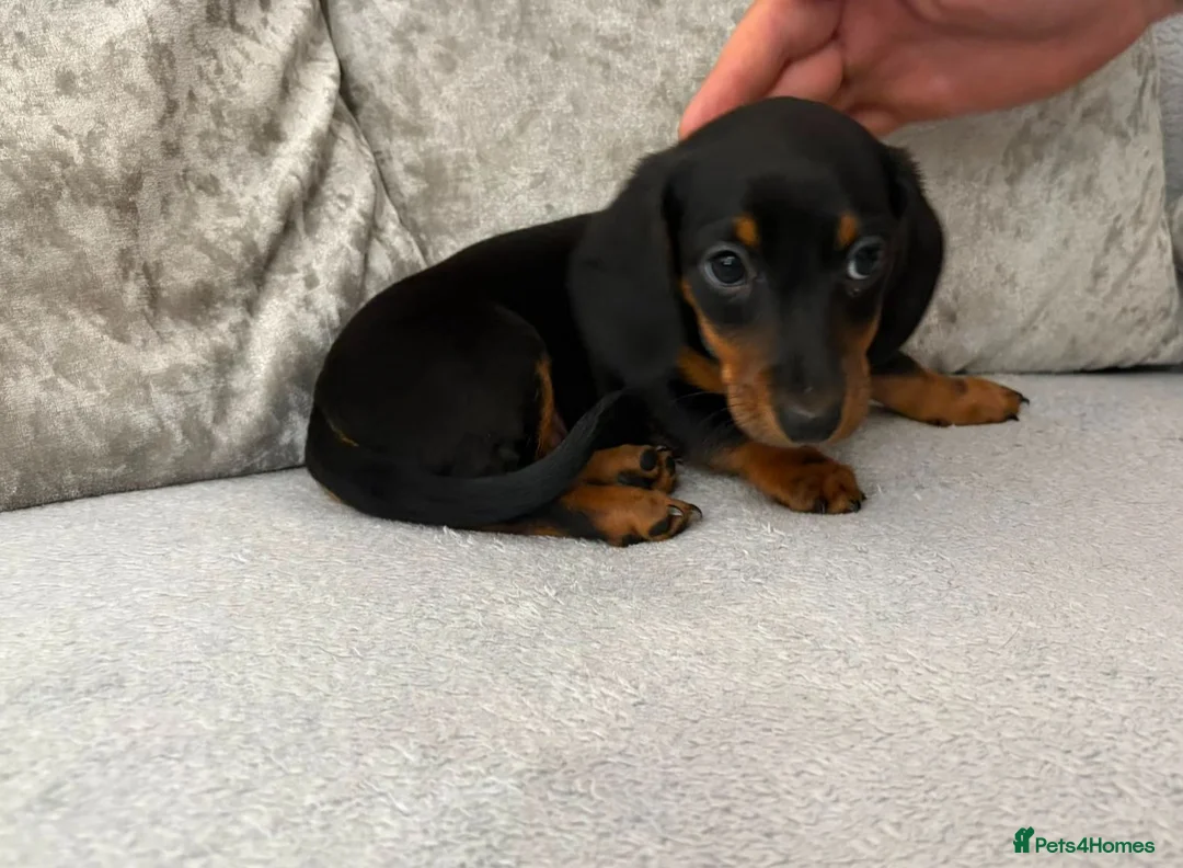 Miniature Dachshund dogs for sale: Adorable miniature dashounds. - Advert 2