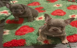 French Bulldog dogs for sale: Amazing Frenchies ready now.  - Image 11