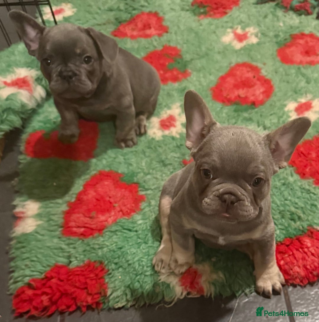 French Bulldog dogs for sale: Amazing Frenchies ready now.  - Image 11