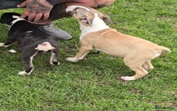 English Bull Terrier dogs for sale: Top Quality Health tested Pups  - Image 3