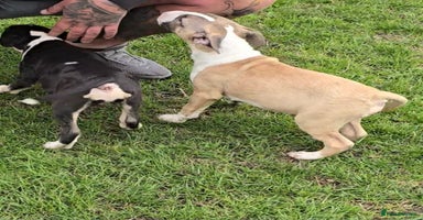 English Bull Terrier dogs - Advert 8