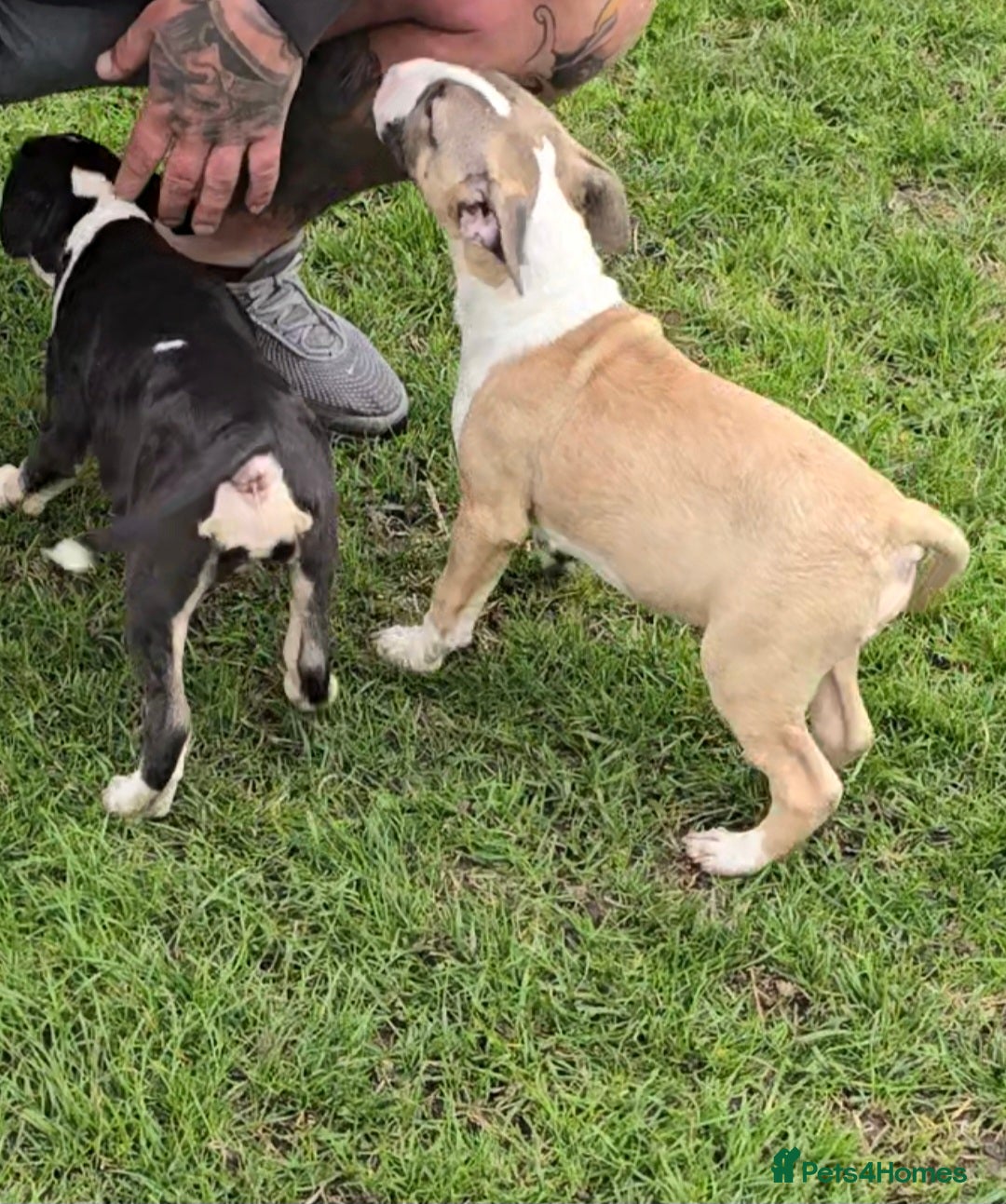 English Bull Terrier dogs for sale: Top Quality Health tested Pups  - Image 3